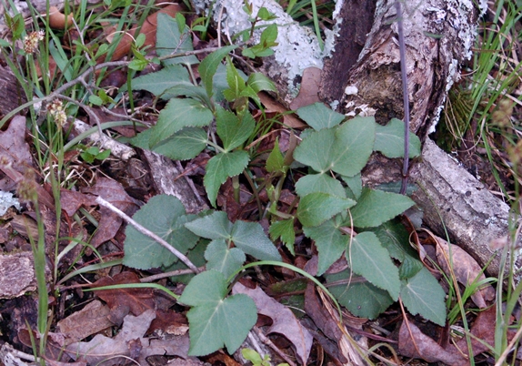 {Thaspium trifoliatum var. aureum}